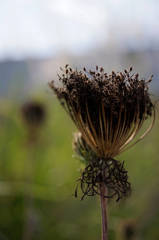 _DSC5229_DxO