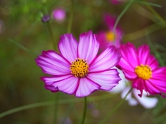 R0026198