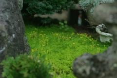 苔