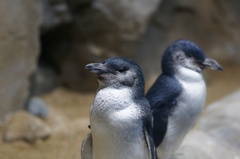 ペンギン