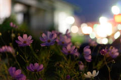 夜