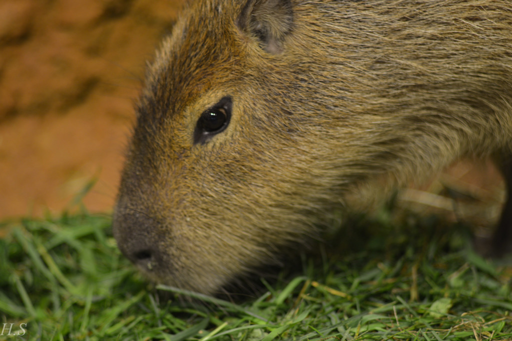 capybara