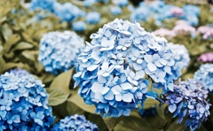 長谷寺紫陽花