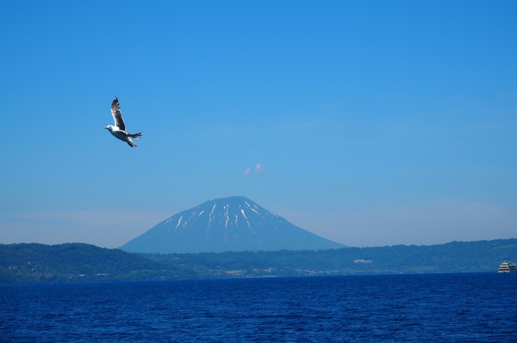 羊蹄山とカモメ