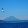 羊蹄山とカモメ