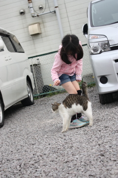 ハセストの野良猫