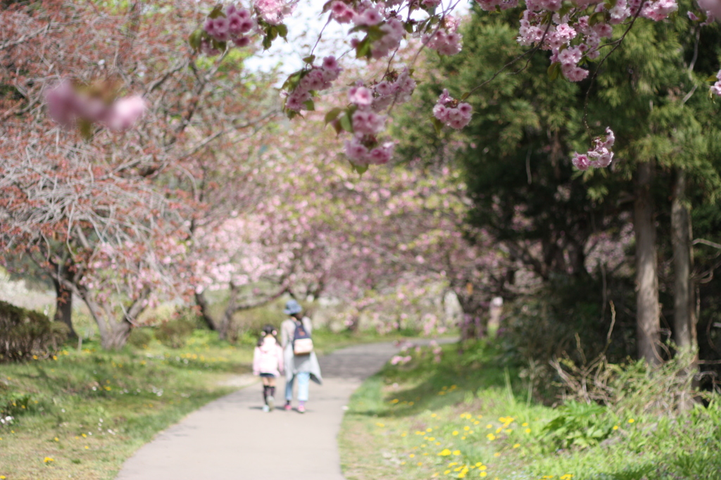 道南旅行　松前　桜