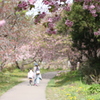 道南旅行　松前　桜