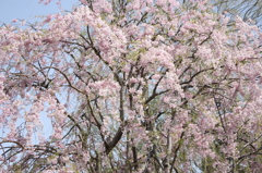 道南旅行　松前　桜