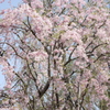 道南旅行　松前　桜