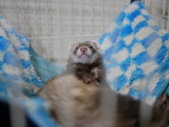 ココ