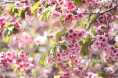 道南旅行　松前　桜