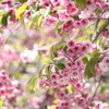 道南旅行　松前　桜