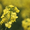 菜の花祭り