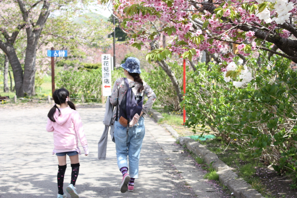 道南旅行　松前　桜