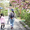 道南旅行　松前　桜