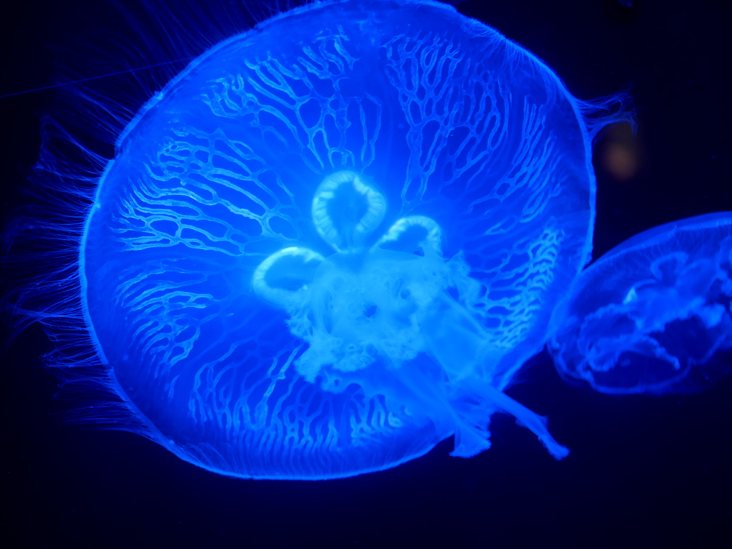 美ら海水族館にて