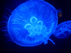 美ら海水族館にて