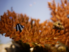 美ら海水族館にて