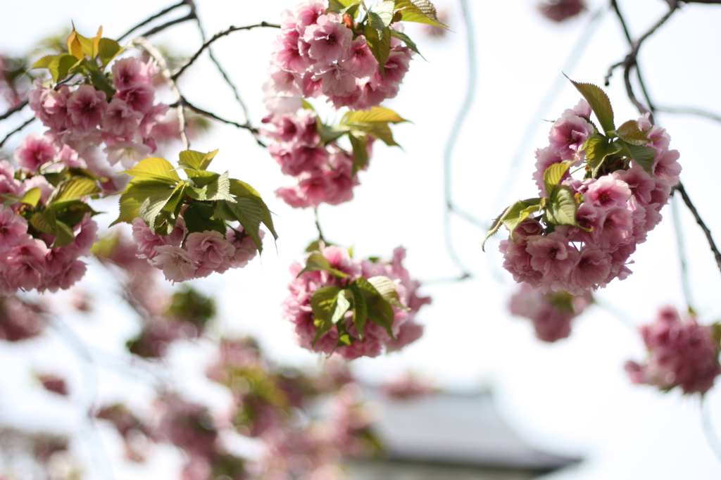 道南旅行　松前　桜