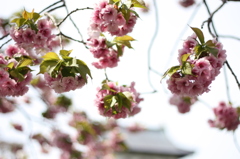 道南旅行　松前　桜
