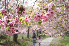 道南旅行　松前　桜
