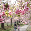道南旅行　松前　桜