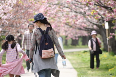 道南旅行　松前　桜