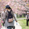 道南旅行　松前　桜