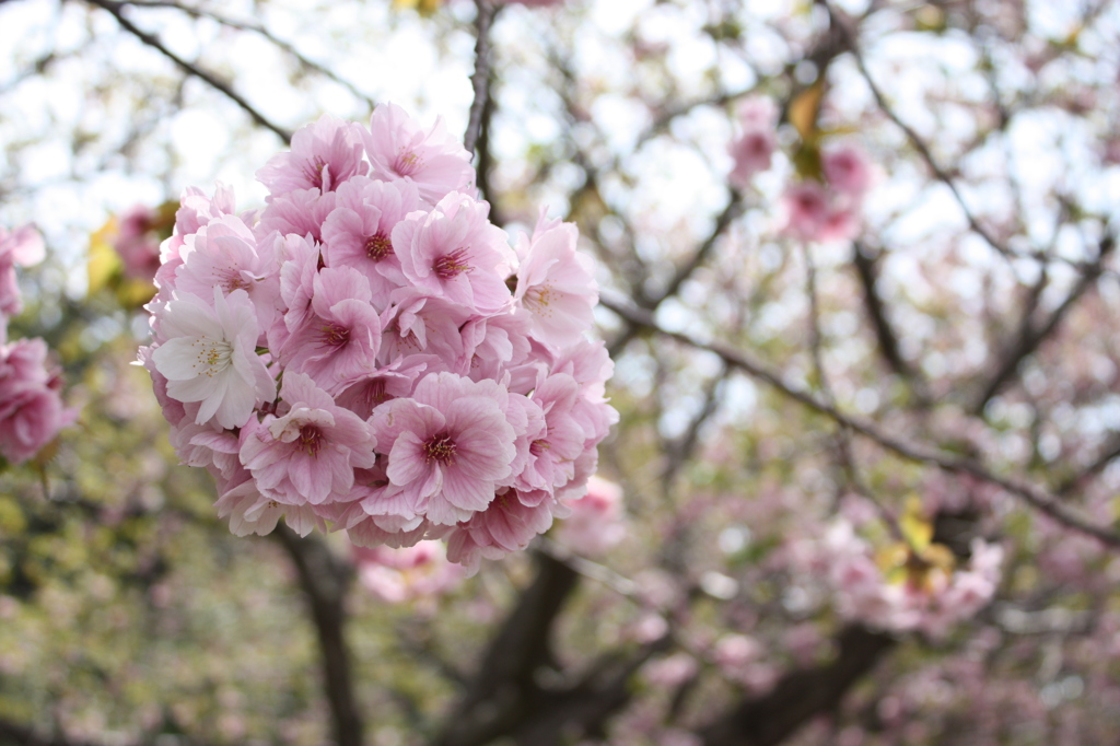 道南旅行　松前　桜