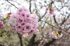 道南旅行　松前　桜