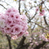 道南旅行　松前　桜