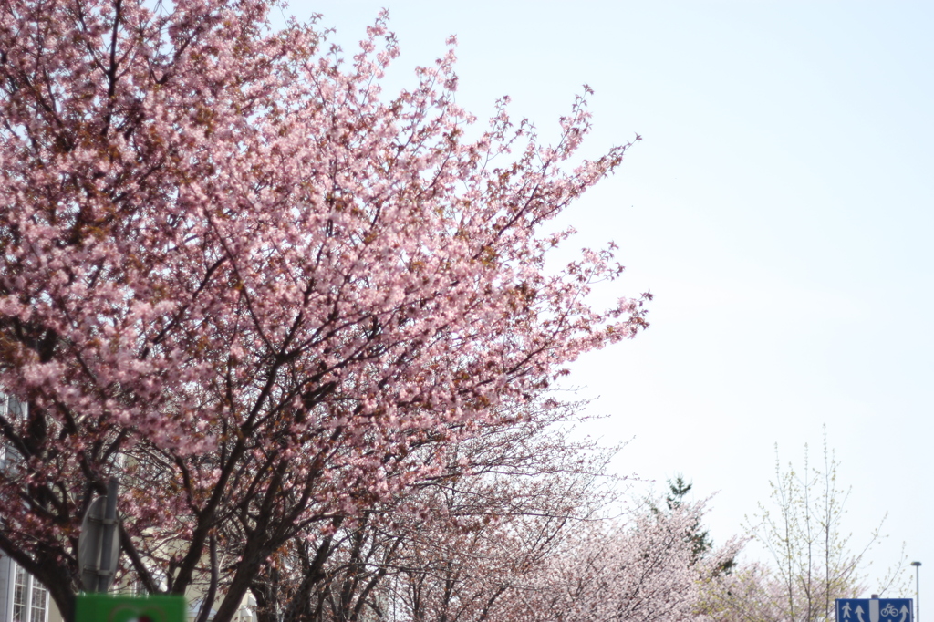 サイクリング　桜