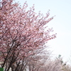 サイクリング　桜