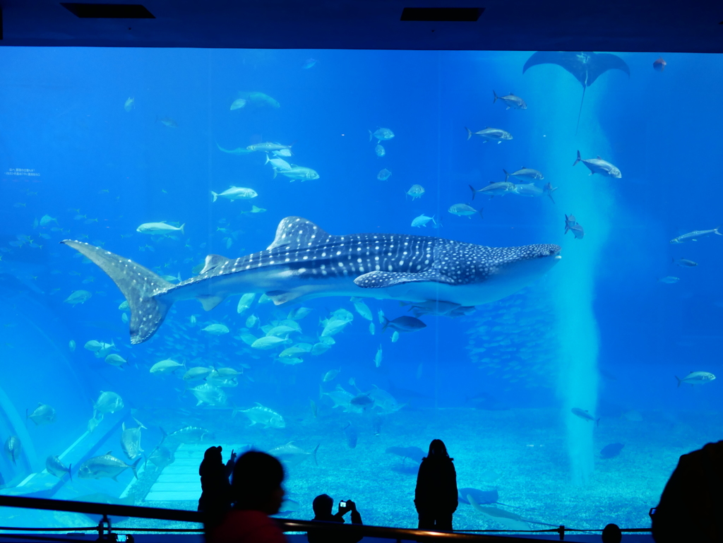 美ら海水族館にて