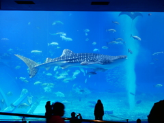 美ら海水族館にて
