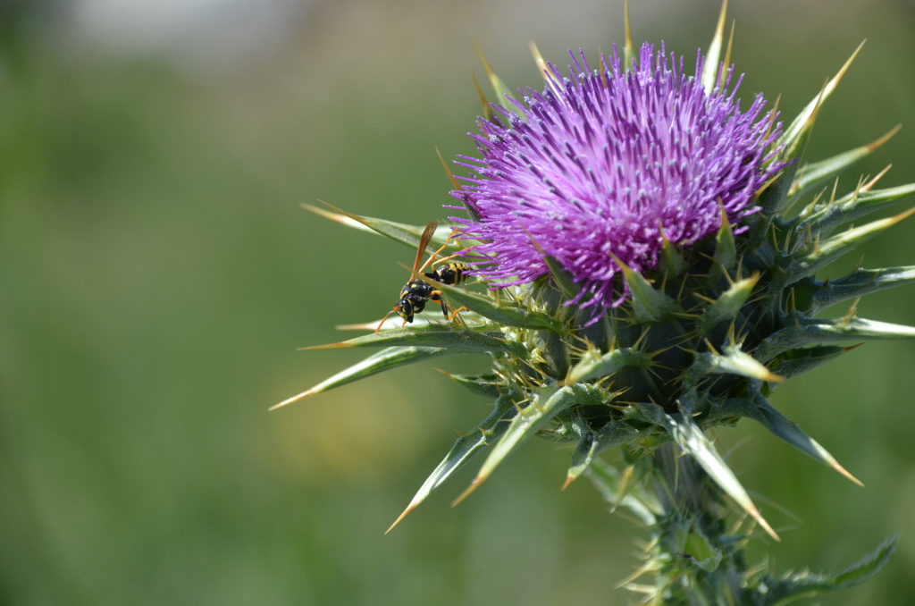 Wasp on a Thistle