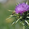 Wasp on a Thistle
