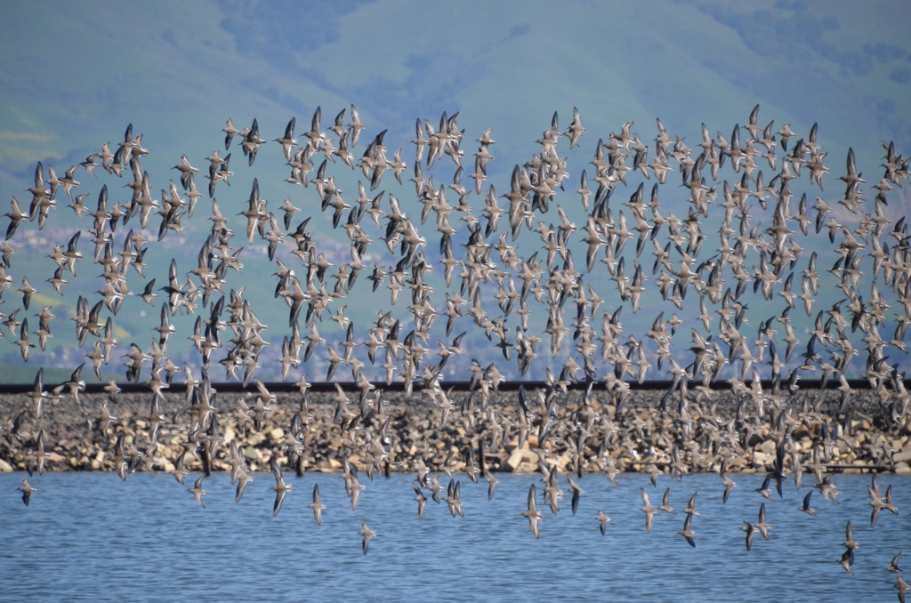 Flock of Birds