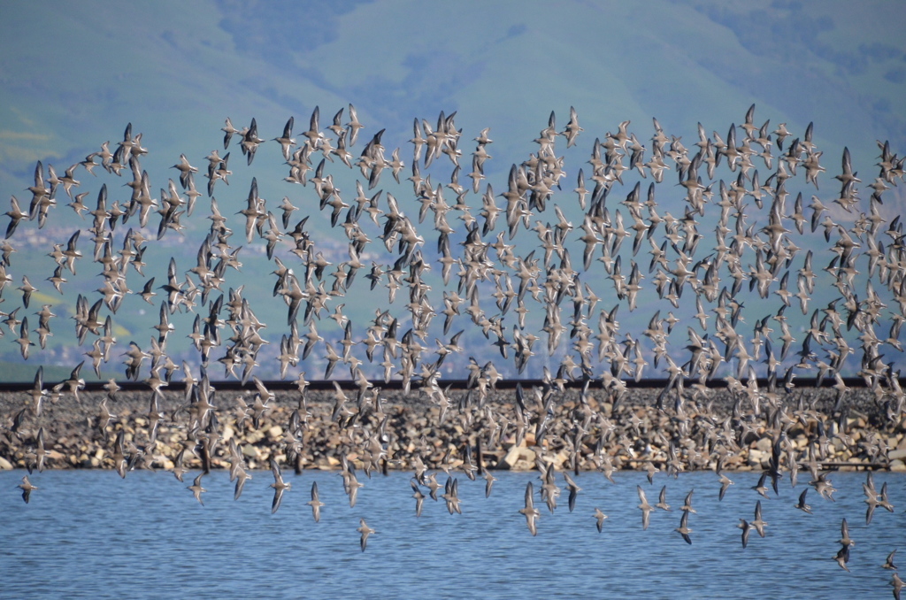 Flock of Birds