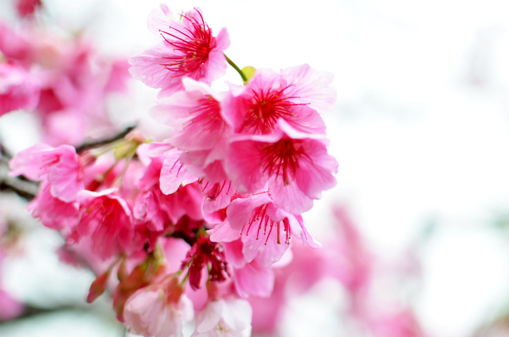 寒緋桜（カンヒザクラ）①