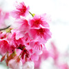 寒緋桜（カンヒザクラ）①