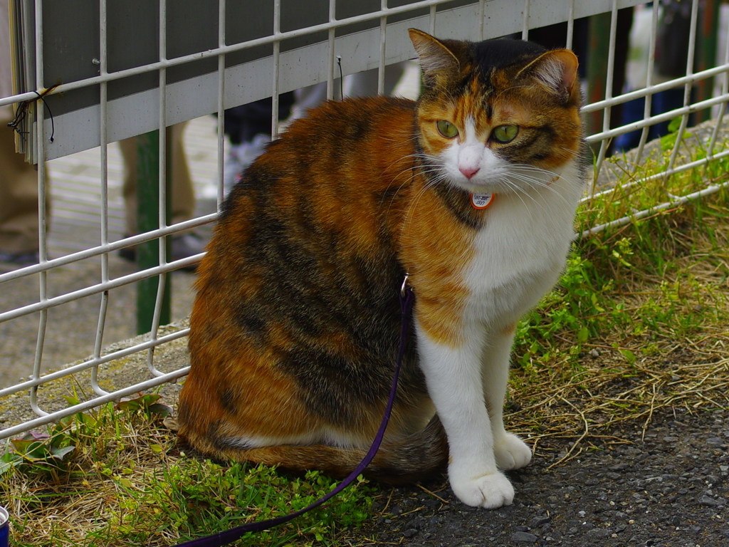 IMGP0735