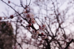 IMGP0604