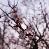 IMGP0604