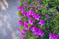 IMGP0761