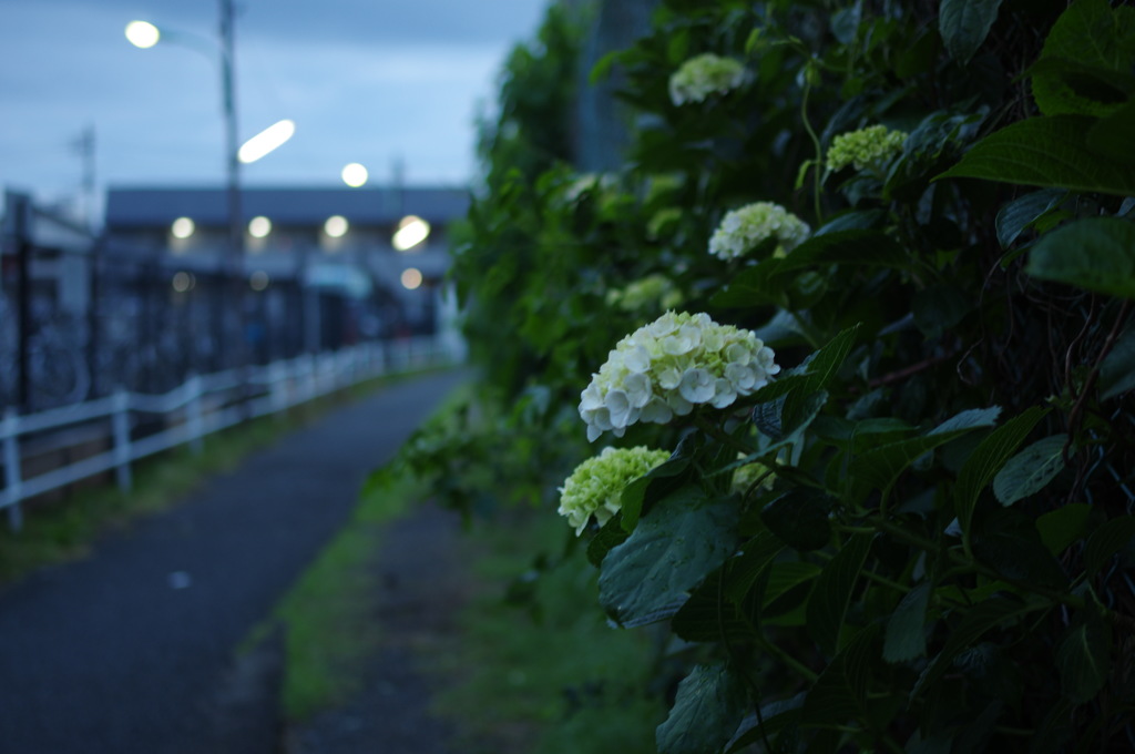 夕暮れ＋紫陽花