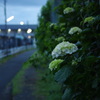 夕暮れ＋紫陽花