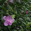 IMGP0397