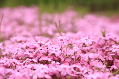 芝桜-2